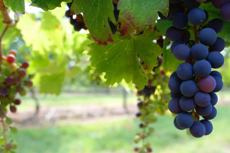 3 Wineries for Sale in the Texas Hill Country